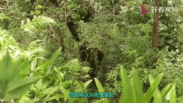 Ning意外战胜老鹰，重要助攻引爆全场！